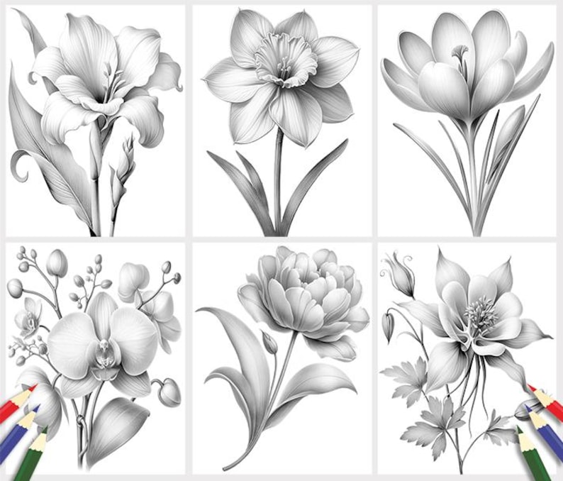 Puede incluir: Un conjunto de seis dibujos a l&aacute;piz en blanco y negro de diferentes flores. Las flores incluyen un lirio, un narciso, un azafr&aacute;n, una orqu&iacute;dea, una peon&iacute;a y una aquilegia.