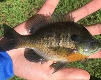 Blue Gill - Fish Mount - Fiberglass taxidermy Replica - Half Mount