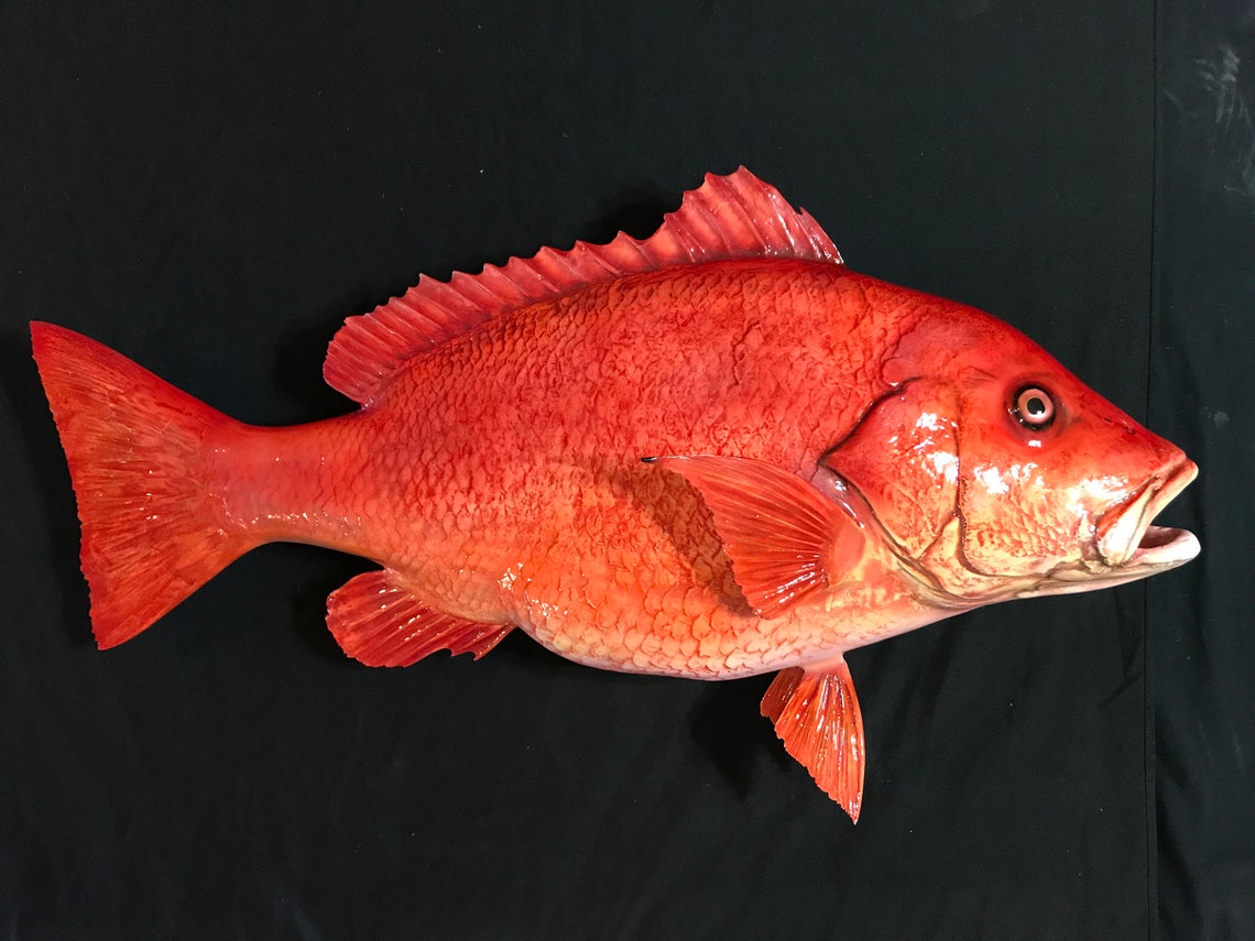 Red Snapper - Fish Mount - Fiberglass Taxidermy Replica - Half Mount - Etsy