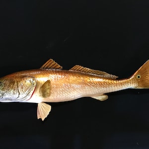 May include: A close-up of a red drum fish with a golden hue. The fish is on a black background.