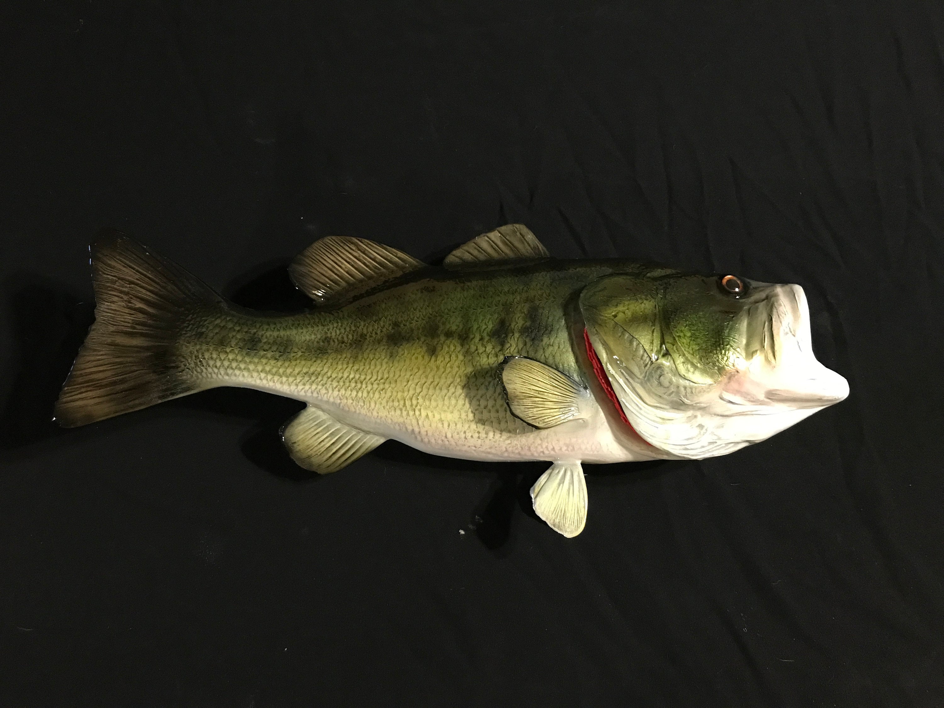 Large Mouth Bass Replica - Etsy