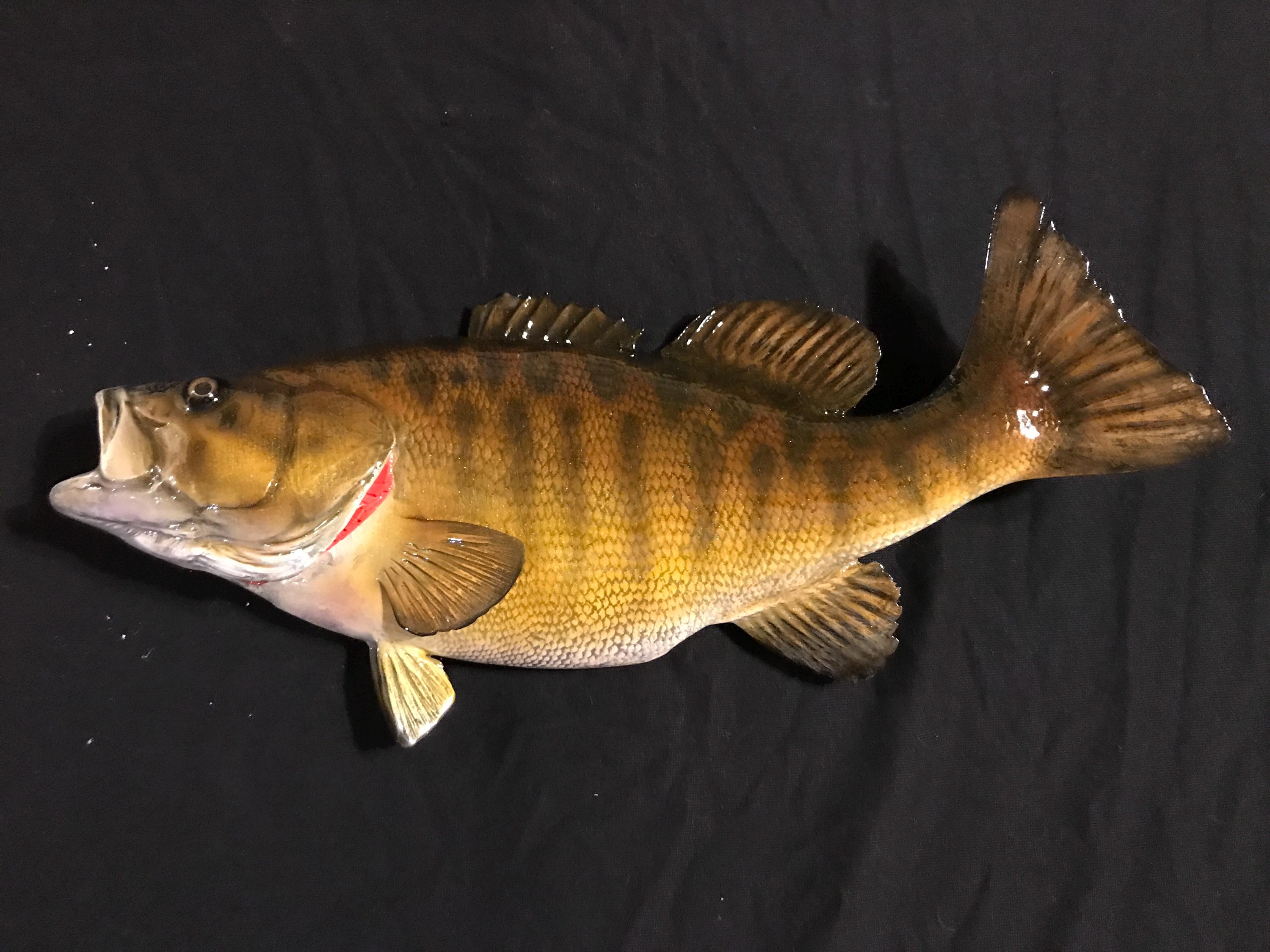 Mounted Bass Trophy