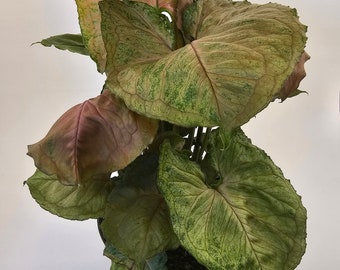 Syngonium Plum Allusion in 6" growers pot