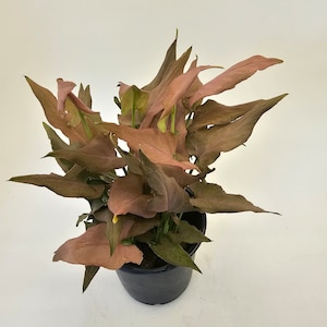 Syngonium Mickey in 4&quot; growers pot