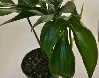 Philodendron Rhaphidophora Decursiva in 6" growers pot