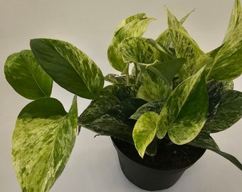 Marble Queen Pothos in 6" growers pot