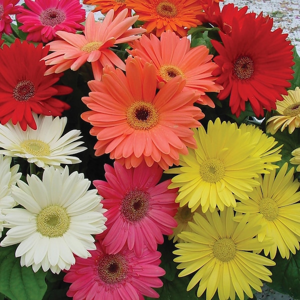 Gerbera Giant , Red , Blue, Pink and coral color- 30 seeds per pack - ART611