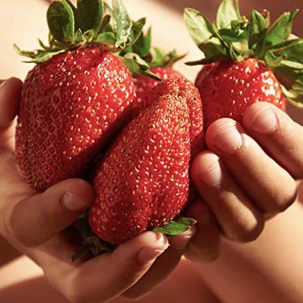 Giant Strawberry seeds  -  50 Seeds. The fruits are  Very large and juicy. ART 307