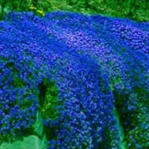 Blue Thyme Creeping Aromatic Herb Seeds,  for Garden Landscaping Ground Cover Quality  - 1000 seeds
