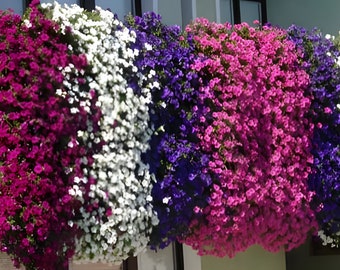 Schleichende Thymiankrautsamen, Blau, Rot, Weiß, Gartenbodendecker (1000 Samen)