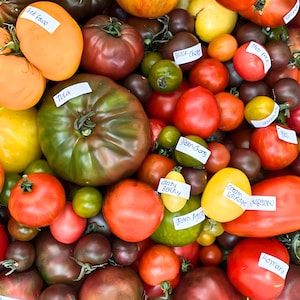 Może przedstawiać: Kolorowy asortyment pomidorów heirloom w kolorach czerwonym, pomarańczowym, żółtym, zielonym i ciemnofioletowym. Niektóre pomidory mają etykiety z nazwami takimi jak "Tula" i "Black Cherry". Obraz przedstawia różne kształty i rozmiary.
