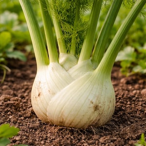 Peut inclure: Gros plan sur un plant de fenouil en terre. Le bulbe blanc et strié est bien visible, avec des tiges vertes et des feuilles plumeuses. L'ensemble est planté dans une terre brune, évoquant la fraîcheur.
