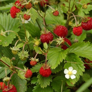 May include: A close-up shot of wild strawberries, showing vibrant red berries, green leaves, and small white flowers. The ripe berries have a textured appearance. The plant is in a natural outdoor environment.
