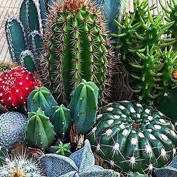 Cactus, 8 different types in one package - 100 seeds   - ART695