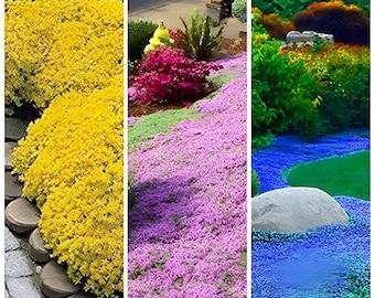 Creeping Aromatic Herb Seeds,  for Garden Landscaping Ground Cover Quality  - 1000 seeds per pack
