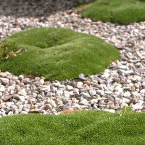 Op de afbeelding: Een close-up van een tuinpad met kleine, grijze stenen en drie plekken met groen mos.