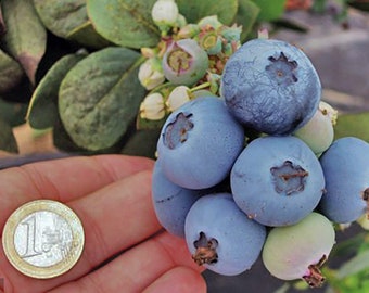 Arándano Gigante, Fresa Gigante, Frambuesa Gigante, - 50 Semillas. Los frutos son muy grandes y jugosos. ART301