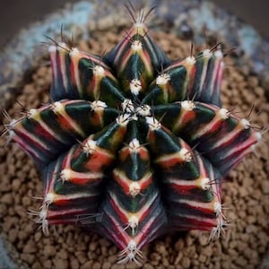 Cactos exóticos, tipos mistos em um pacote - 30 sementes - ART