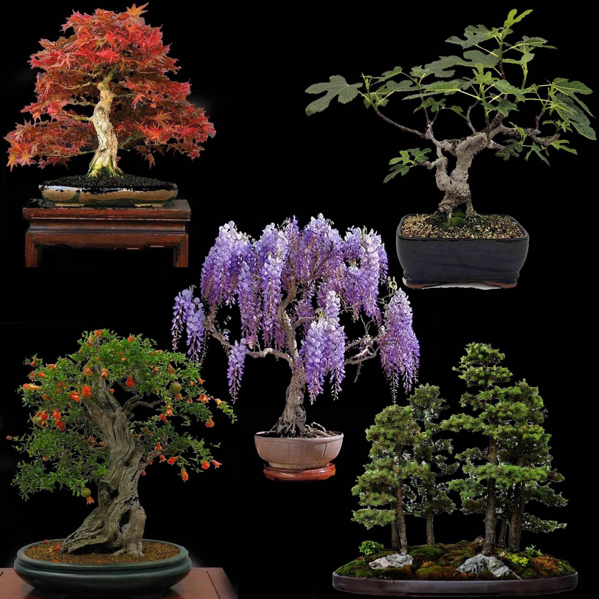 Bonsai Starter Kit - Bonzai set avec pots de noix de coco, graines et terre  - idée de cadeau durable pour les amoureux des plantes (Glycine + Pin