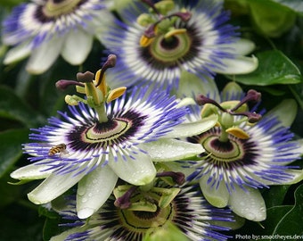 Passiflora mix color . The Elegant Beauty of the Passion Flower, - 30 seeds per pack - ART659