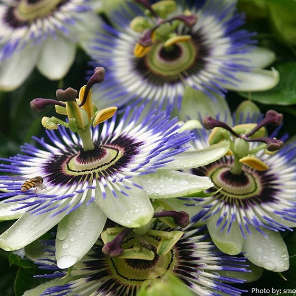 Passiflore mix couleur. La beauté élégante de la fleur de la passion, - 30 graines par paquet - ART659