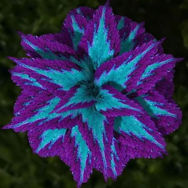 Coleus couleur différente 20 graines par paquet - Painted Nettle - blumei, Flame Nettle - ART600