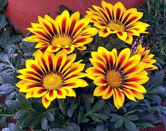 Reuze Gazania bloem, 5 verschillende kleuren Wit, rood, oranje, geel/rood en wit/rood - 40 zaden per pakje - ART613