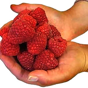 Framboise géante - 50 graines. Les fruits sont très gros et juteux. ART300