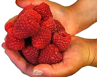 Giant Raspberry  -  50 Seeds. The fruits are  Very large and juicy. ART300