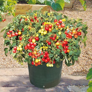 Könnte beinhalten: Eine Tomatenpflanze in einem dunklen grünen Stofftopf, beladen mit Trauben aus roten und gelben Cherrytomaten. Die Pflanze hat grüne Blätter und gelbe Blüten. Der Topf steht auf einer Steinoberfläche.