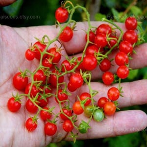 Peut inclure: Gros plan sur une main tenant une grappe de tomates cerises rouges mûres sur des tiges vertes. Les tomates sont petites, rondes et d'un rouge vif. L'image met en valeur la fraîcheur des tomates, parfaites pour les salades ou les collations.