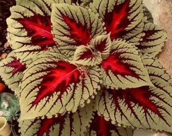 Coleus different  color 20 seeds per pack - Painted Nettle - blumei , Flame Nettle - Common Coleus  -  20 Seeds -ART600