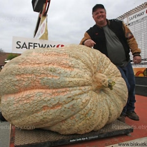 Riesen-Kürbiskerne - Extra Große Kürbissorte für Hausgärten - 5 Samen