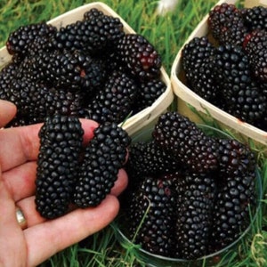 Giant Blackberry Seeds - 50 zaden, groot sappig fruit