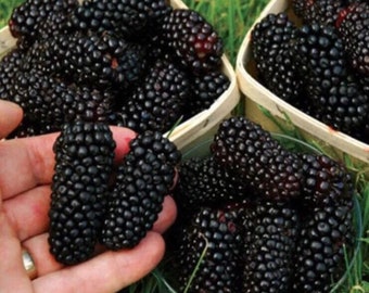 50Pcs Giant Blackberry Seeds Fruit Vegetable Seed - 50  seeds.  The fruits are  Very large and juicy. ART