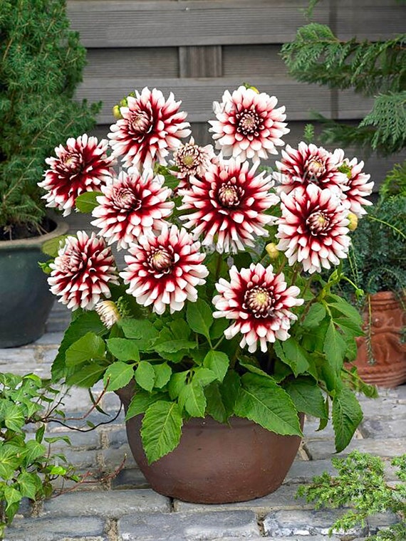 Dahlia Pompom 40 Seeds per Pack - ART609 - Etsy Ireland