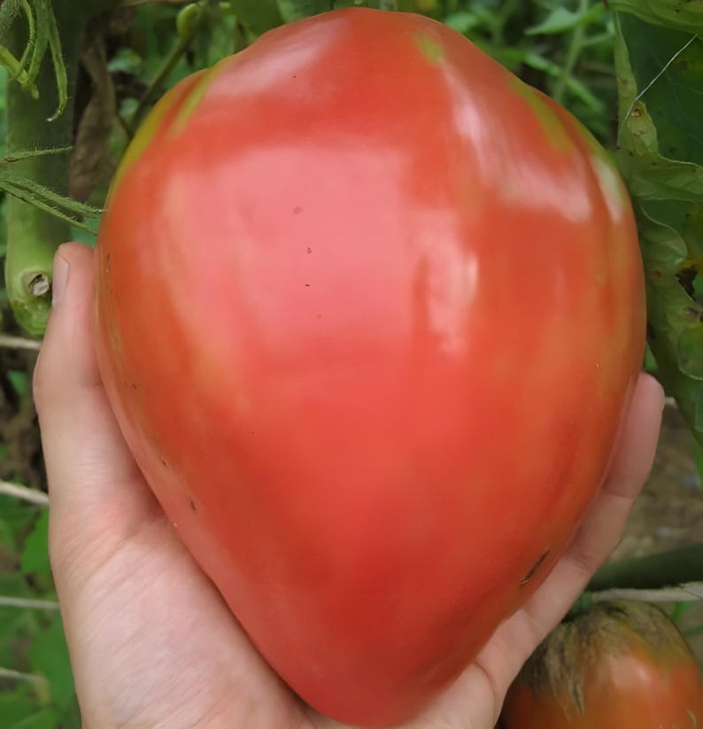 giant-pink-tomato-seeds-zeldzame-en-heerlijke-vari-teit-50-zaden