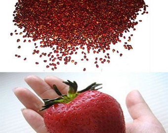 Graines De Fraises ‘Gros Nr.50’ – Variété Horticole Fraîche, Pour Jardin Ou Balcon - 7