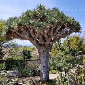 May include: A mature dragon tree with a thick, textured trunk and a dense canopy of spiky, green leaves. The tree's branches spread out, creating a unique, umbrella-like shape. The background features other plants and a glimpse of the sky.