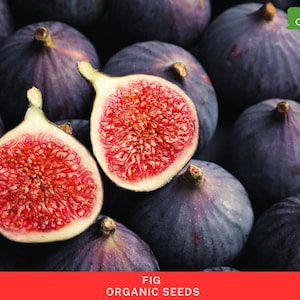 Può includere: Primo piano di fichi freschi, alcuni interi e altri tagliati per rivelare l'interno rosso. I fichi sono di colore viola scuro. L'immagine include il testo "100% ORGANIC" e "FIG ORGANIC SEEDS".