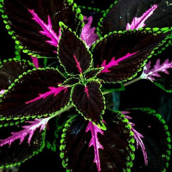 Coleus Black/Blue  color 20 seeds per pack - ART600