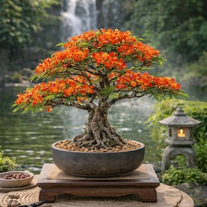 bonsai in office Office Supply Bonsai Tree main image 0