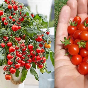 Puede incluir: Una planta de tomate en maceta con abundantes tomates cherry rojos brillantes. Una mano sostiene un puñado de tomates maduros, mostrando su color vibrante y pequeño tamaño. Las hojas verdes contrastan con los frutos.