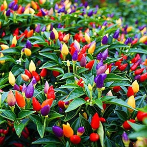 Op de afbeelding: Een close-up van een levendige peperplant met een verscheidenheid aan kleuren, waaronder rood, oranje, geel, paars en groen. De pepers groeien in trossen aan de plant, wat een kleurrijk en opvallend beeld creëert.