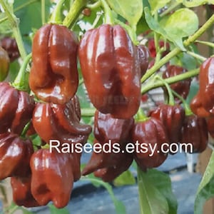 Peut inclure: Gros plan sur un groupe de piments bruns foncés mûrs poussant sur une vigne verte. Les piments ont une texture ridée et une forme unique. Le texte "Raiseeds.etsy.com" est visible.