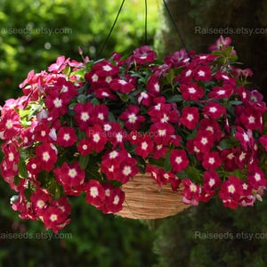 May include: A hanging basket filled with deep red flowers with white centers. The flowers are in full bloom, creating a vibrant display. The basket is made of woven material, and the background is a blurred green.