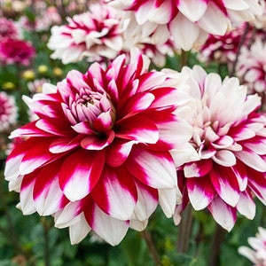 Può includere: Primo piano di vibranti fiori di dalia rossi e bianchi in piena fioritura. I petali presentano un sorprendente motivo a strisce, con bordi rosso scuro e centri bianchi. I fiori sono ambientati su uno sfondo verde sfocato, che mette in risalto la bellezza naturale del giardino.