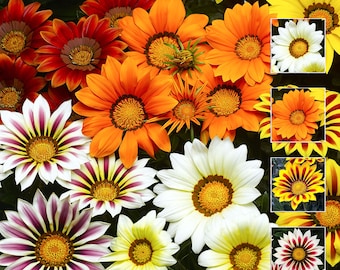 Gazania gigante, 5 diversi colori Bianco, rosso, arancione, giallo/rosso e bianco/rosso - 40 semi per confezione - ART613