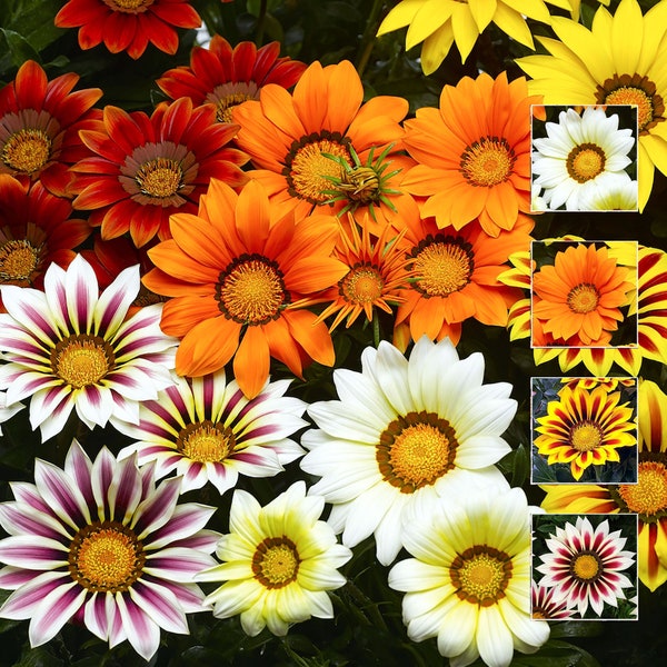 Riesen Gazania, 5 verschiedene Farben Weiss, Rot, Orange, Gelb/Rot und Weiss/Rot - 40 Samen pro Packung - ART613