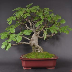 schwarzer bambus rhizome Schwarzer Bambus (Phyllostachys nigra) | 150-175 cm im Topf